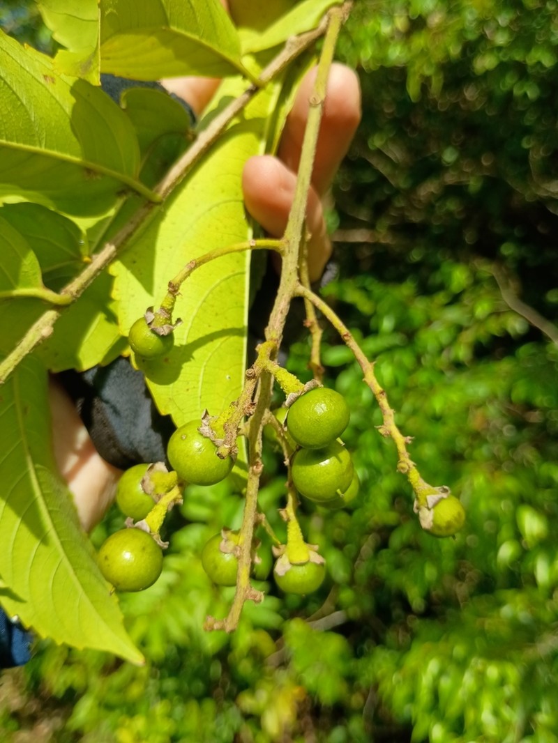 Banara guianensis