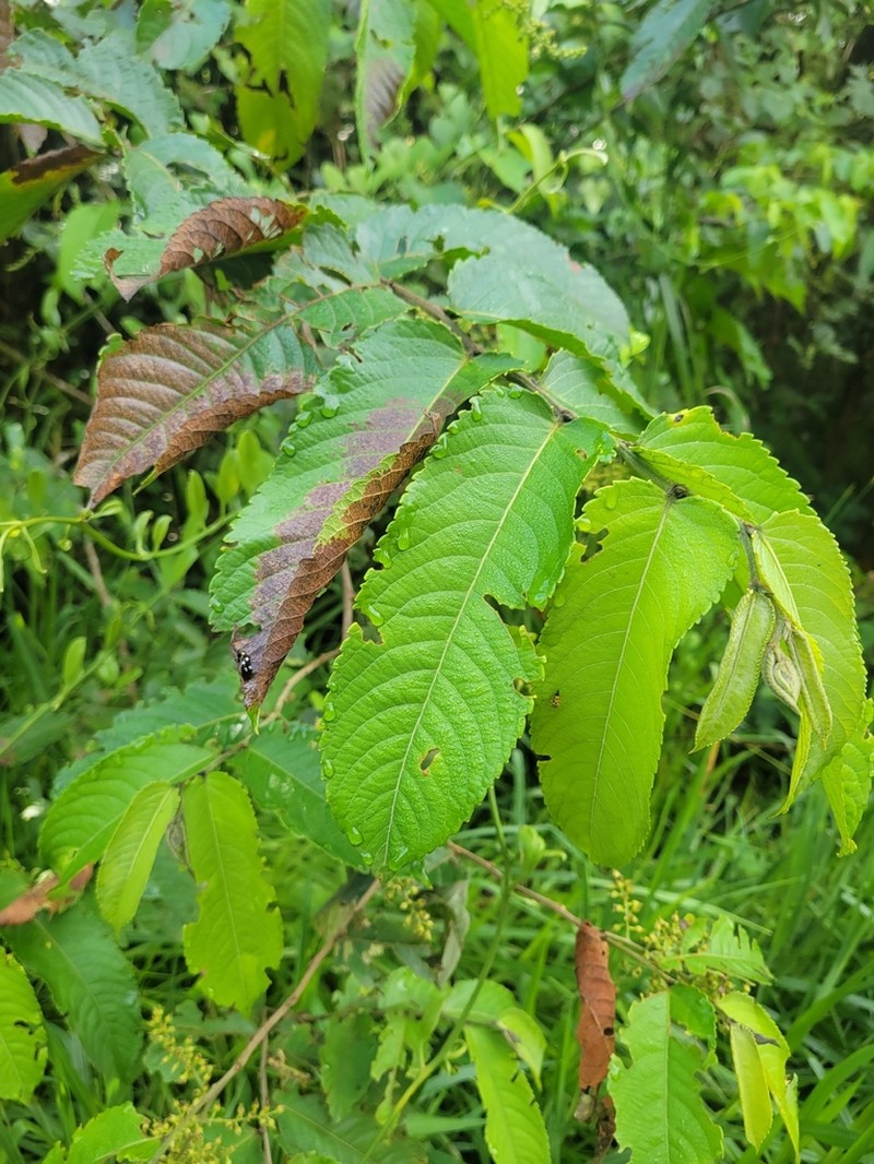Banara guianensis photo 2