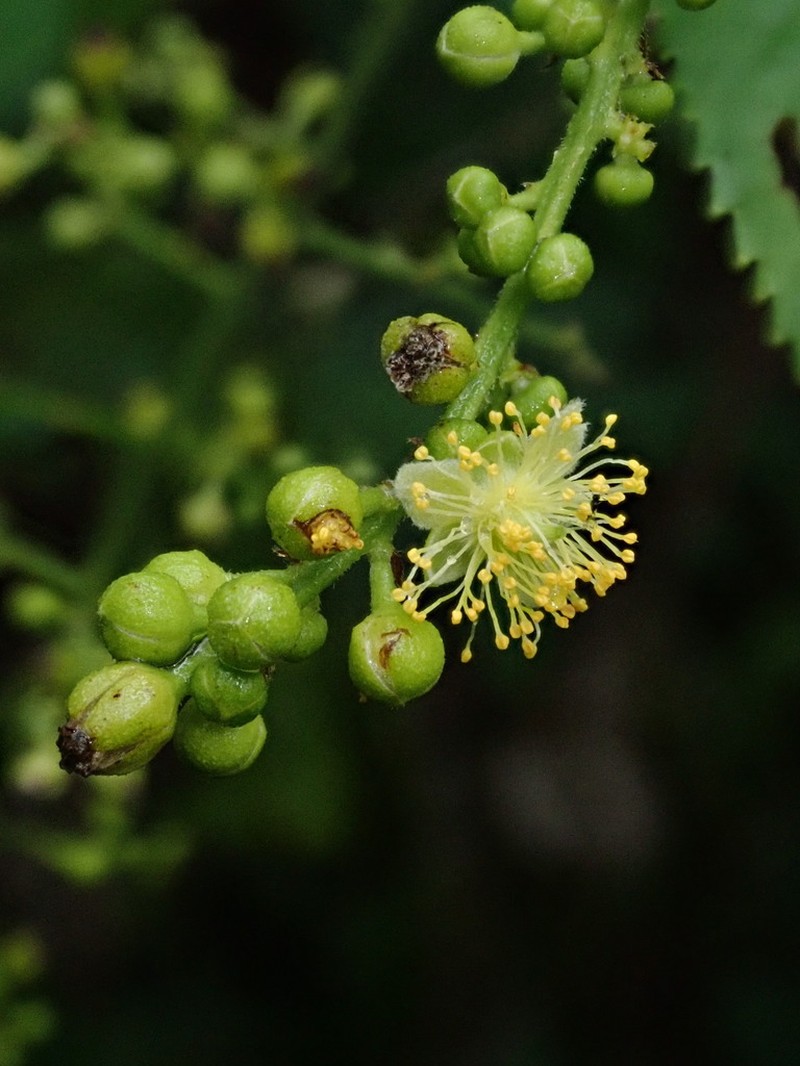 Banara guianensis photo 3