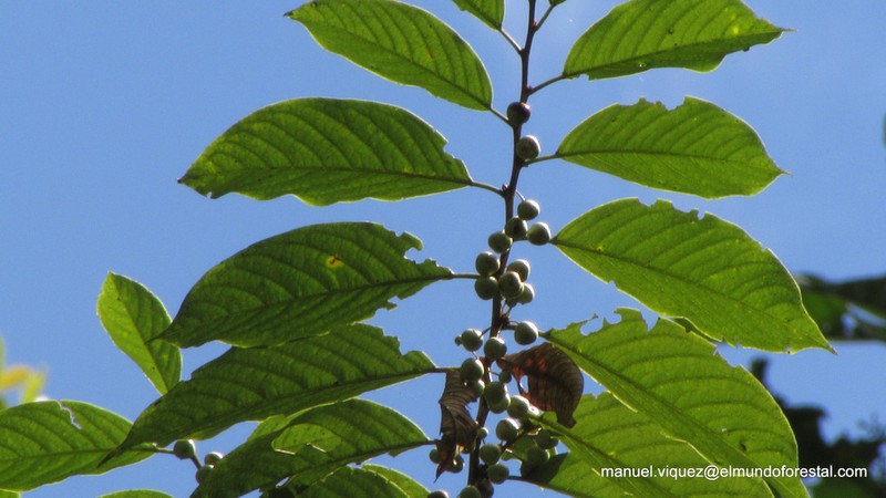Banara guianensis photo 4