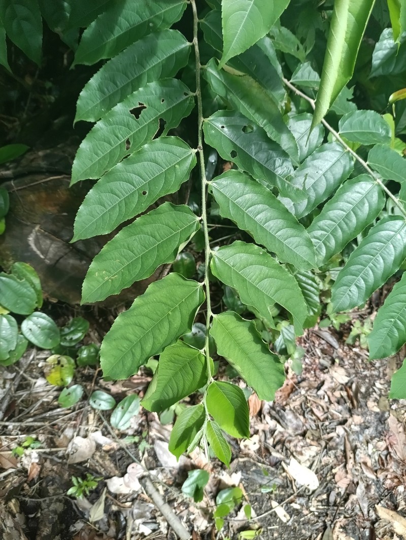 Banara guianensis photo 5