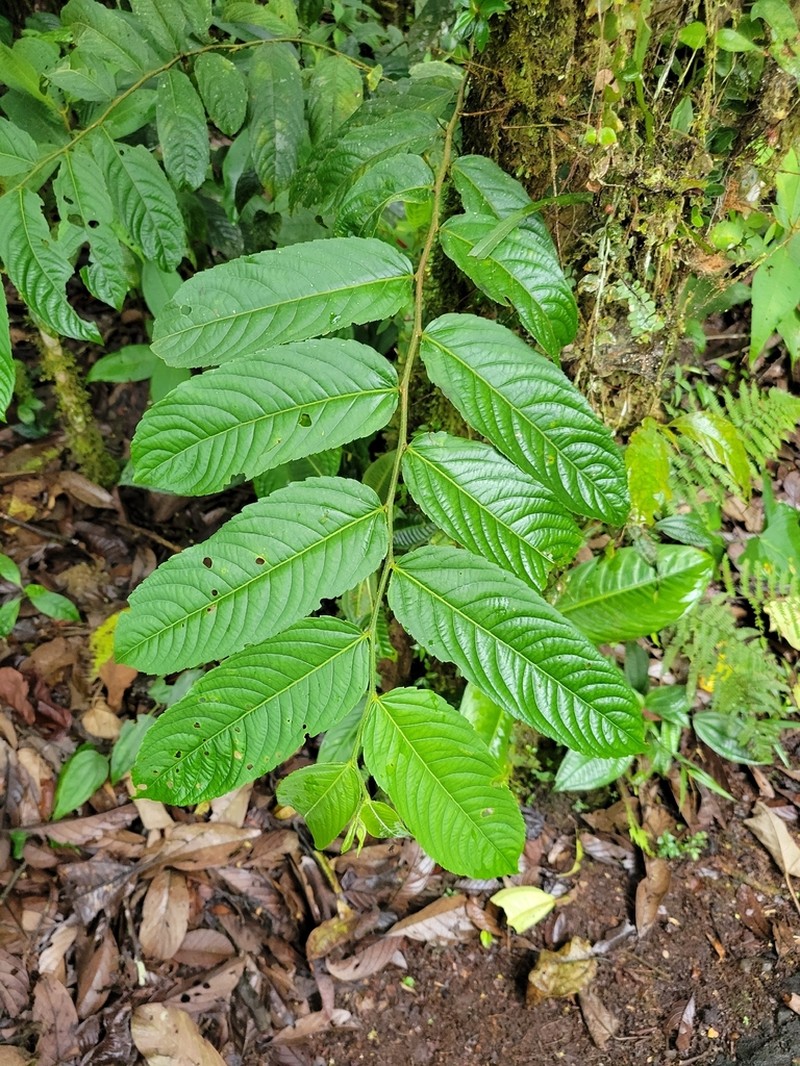 Banara guianensis photo 6