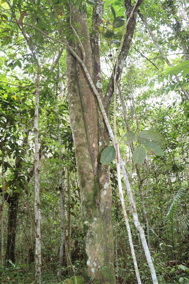 Banara guianensis photo 7