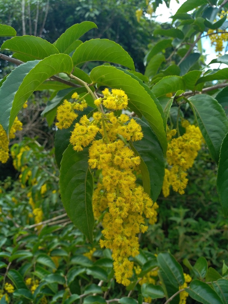 Banara guianensis photo 8
