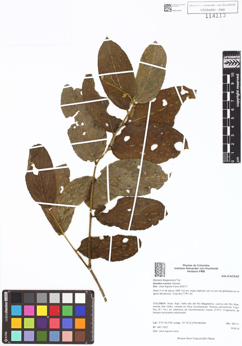 Banara ibaguensis