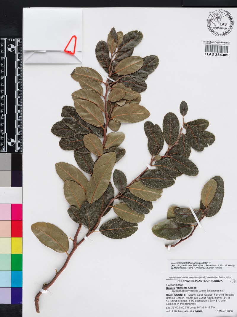 Banara minutiflora