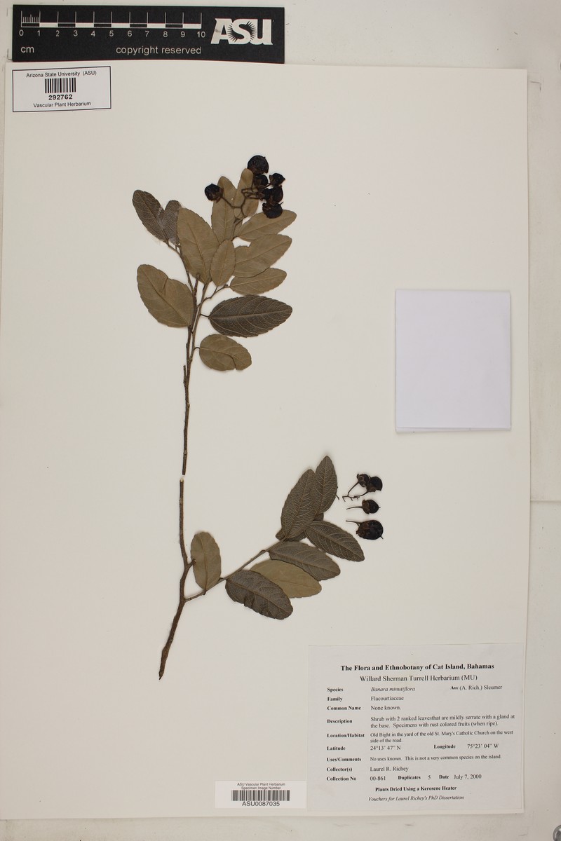Banara minutiflora photo 2