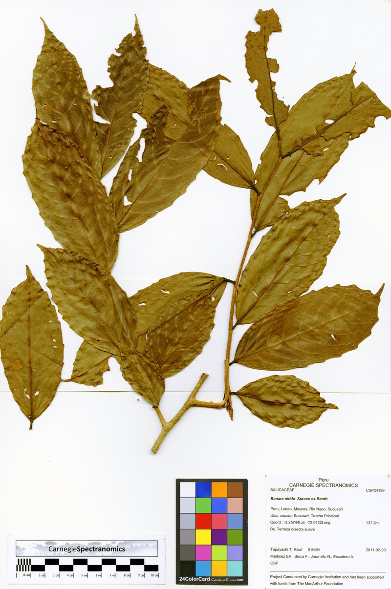 Banara nitida