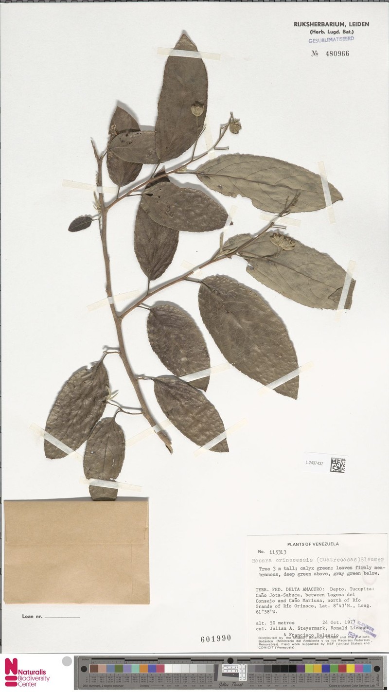 Banara orinocensis