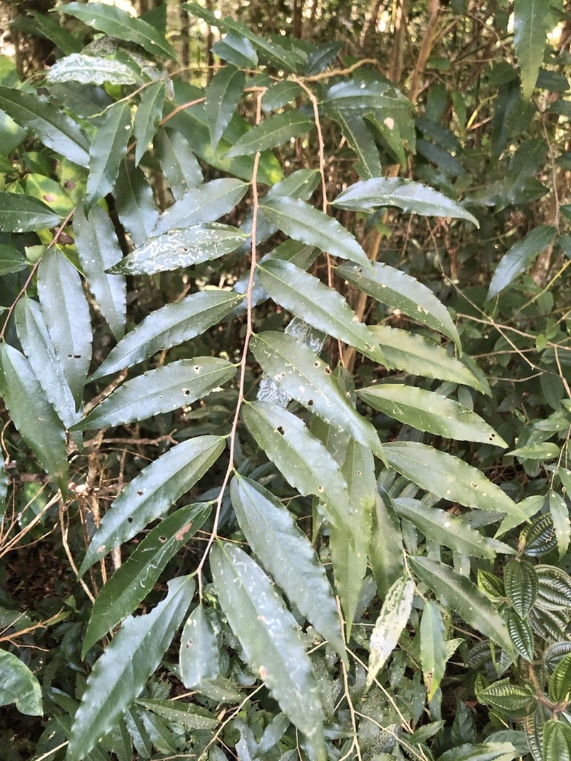 Banara parviflora