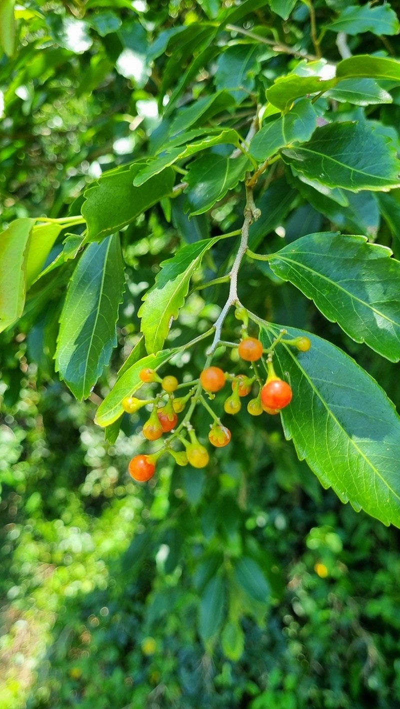 Banara parviflora photo 2