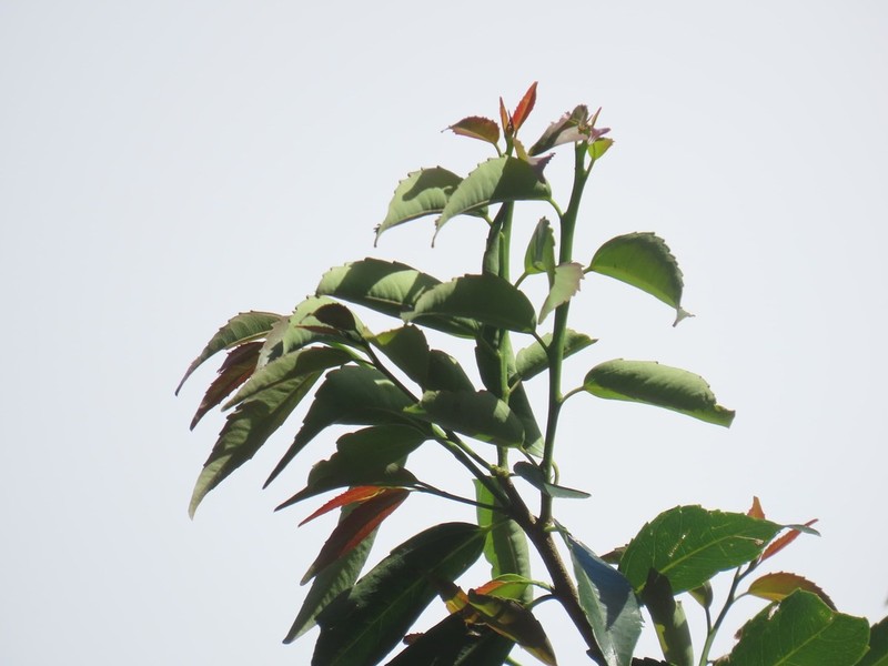 Banara parviflora photo 3