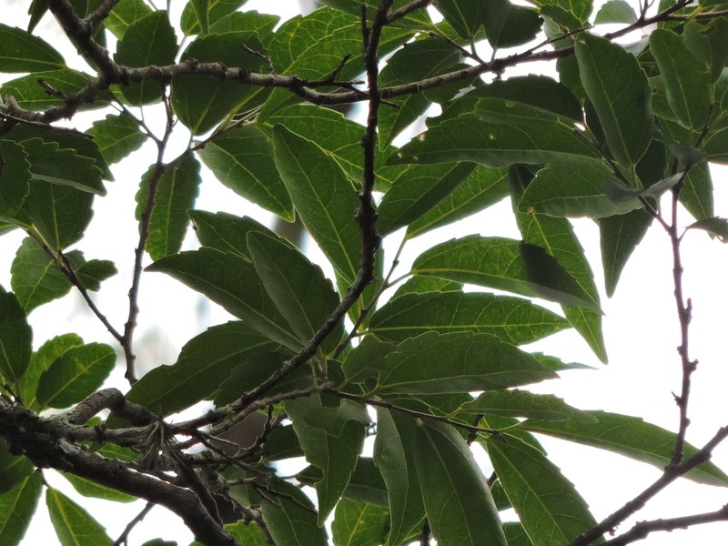 Banara parviflora photo 4