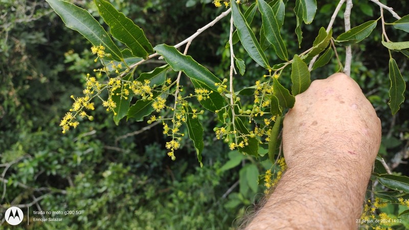 Banara parviflora photo 6