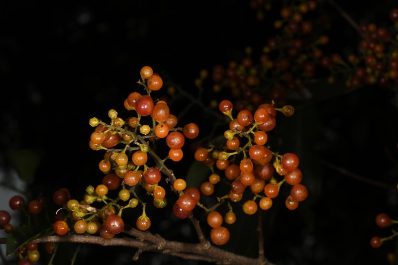 Banara parviflora photo 8