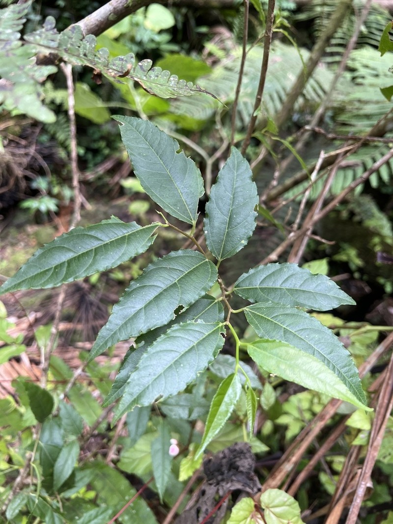 Puerto Rico Palo De Ramon