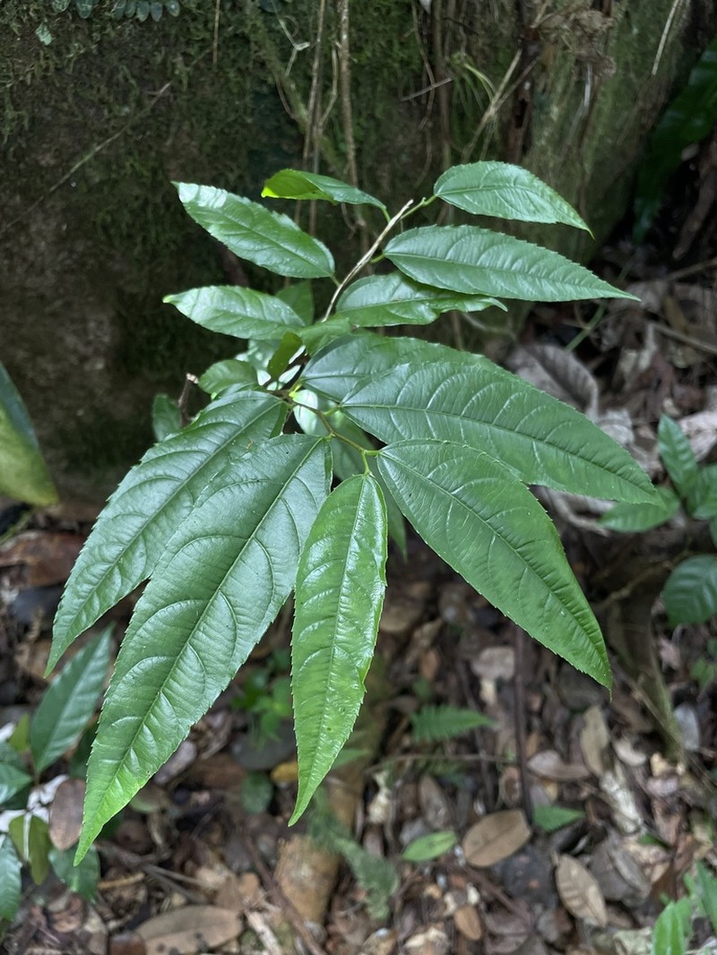 Puerto Rico Palo De Ramon photo 4