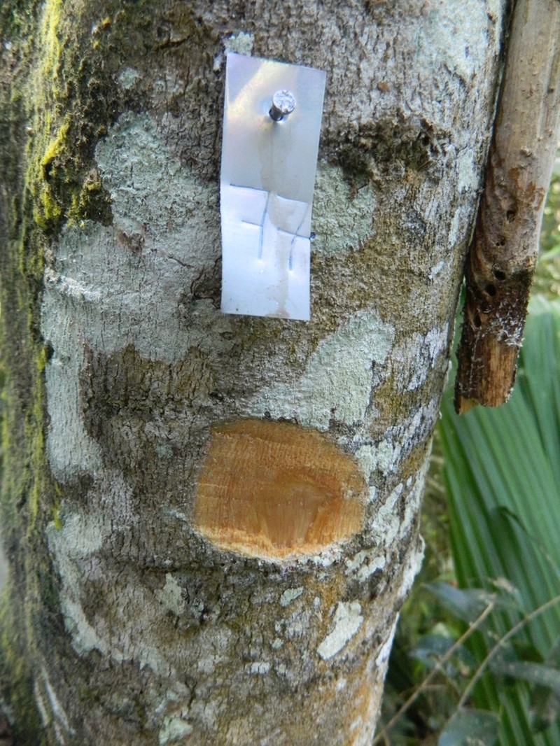 Banara serrata