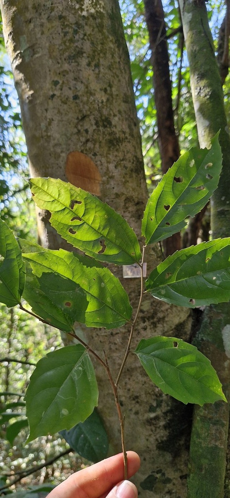Banara serrata photo 2