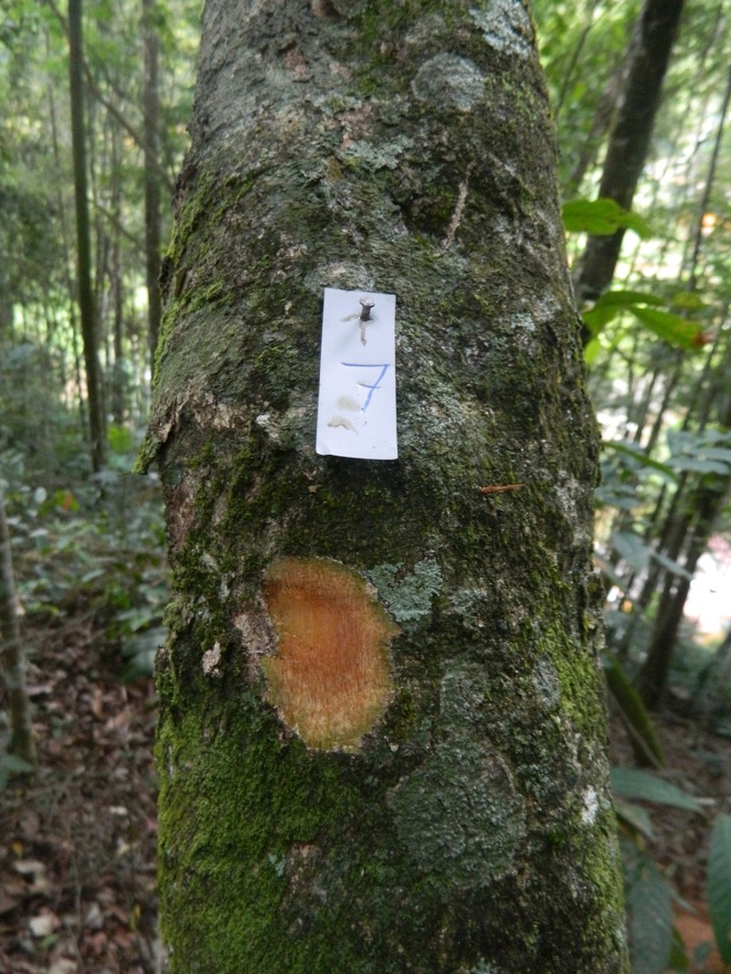 Banara serrata photo 3