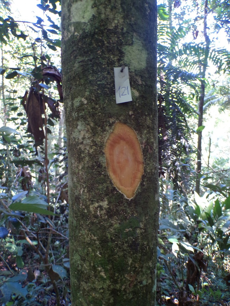 Banara serrata photo 6