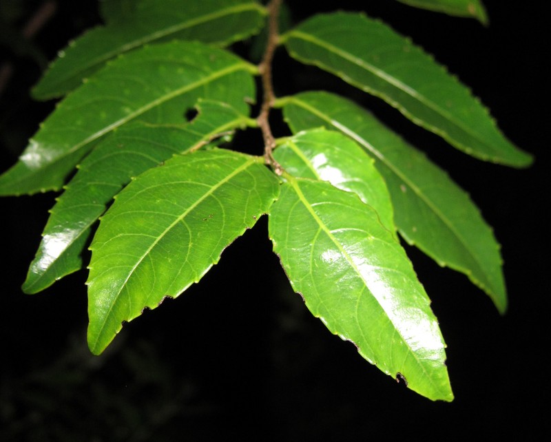 Banara splendens photo 2