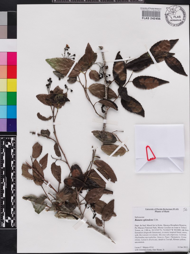 Banara splendens photo 3