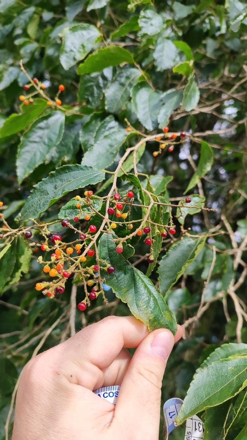 Banara tomentosa