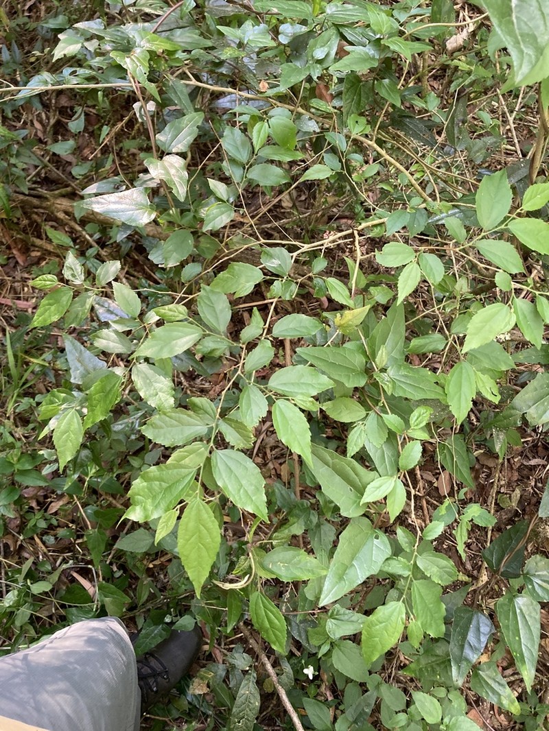 Banara tomentosa photo 2