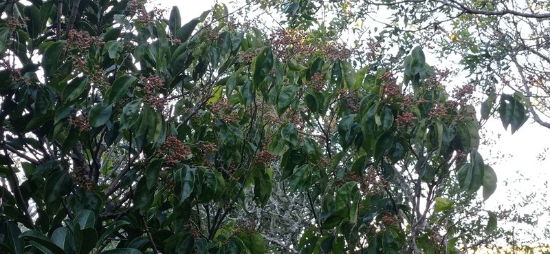 Banara tomentosa photo 3