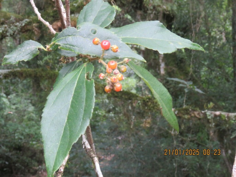 Banara tomentosa photo 4