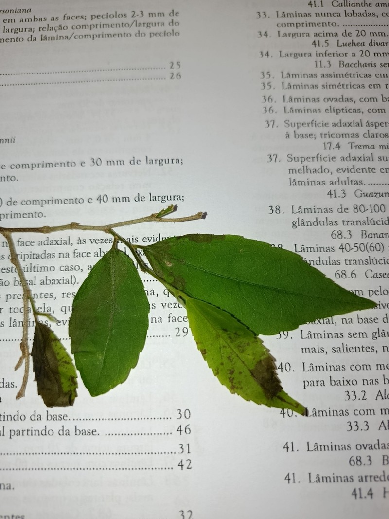Banara tomentosa photo 7