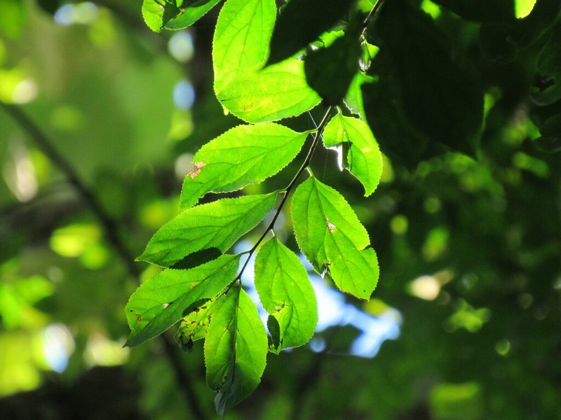 Banara tomentosa photo 8