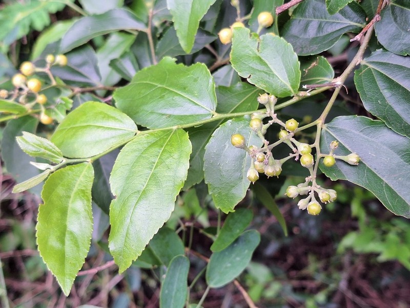 Banara umbraticola
