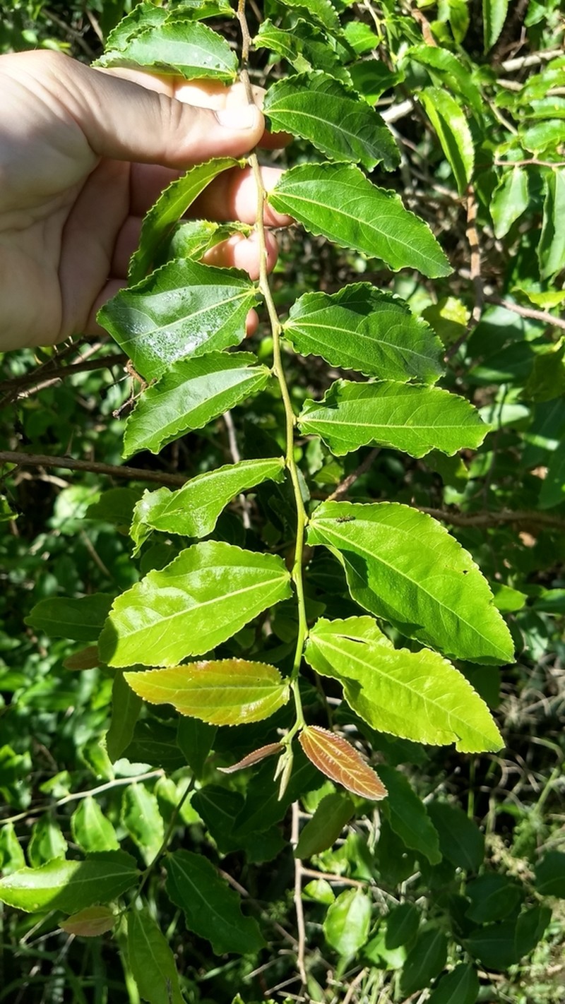 Banara umbraticola photo 7