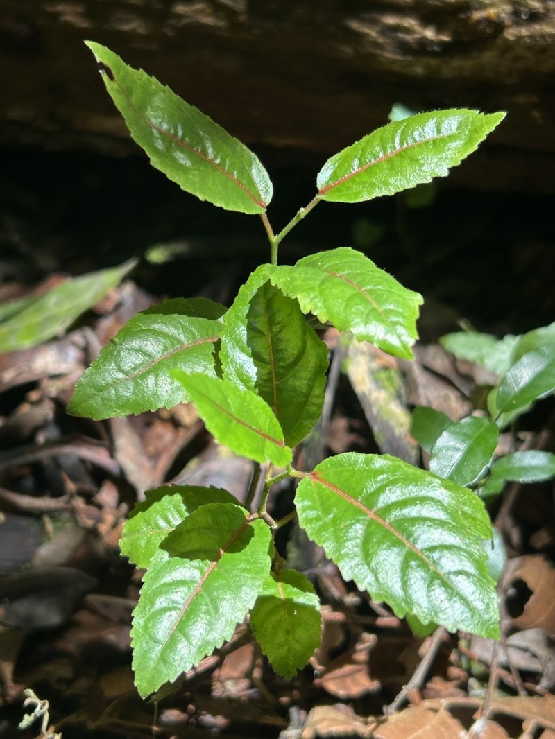 Vanderbilt's Palo De Ramon