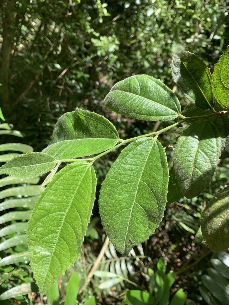Vanderbilt's Palo De Ramon photo 2