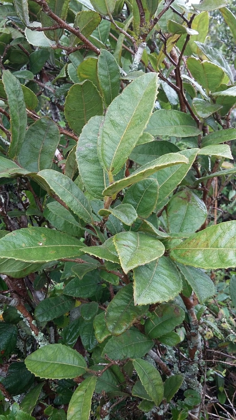 Vanderbilt's Palo De Ramon photo 3