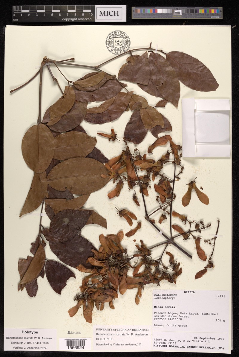 Banisteriopsis rostrata