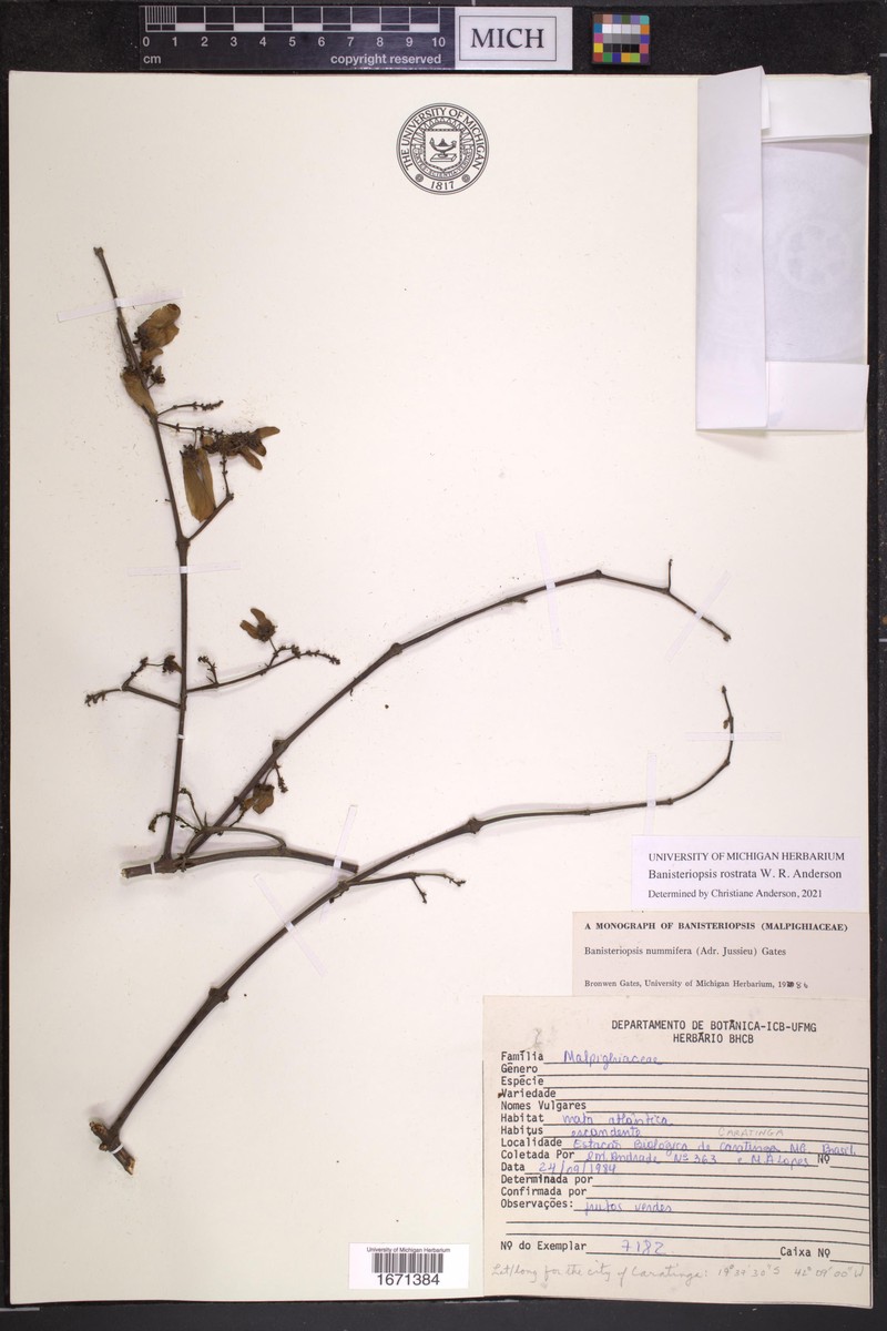 Banisteriopsis rostrata photo 2