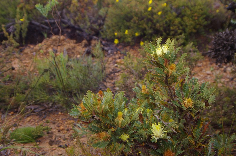 Banksia armata var. armata