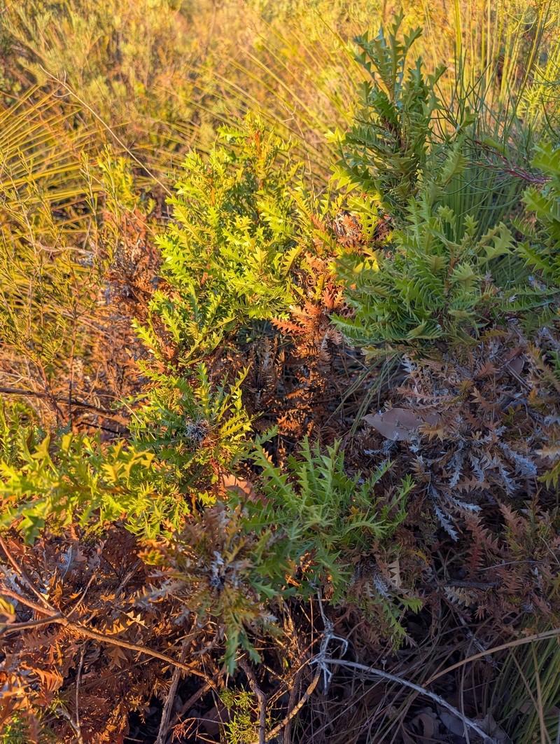 Banksia armata var. armata photo 2