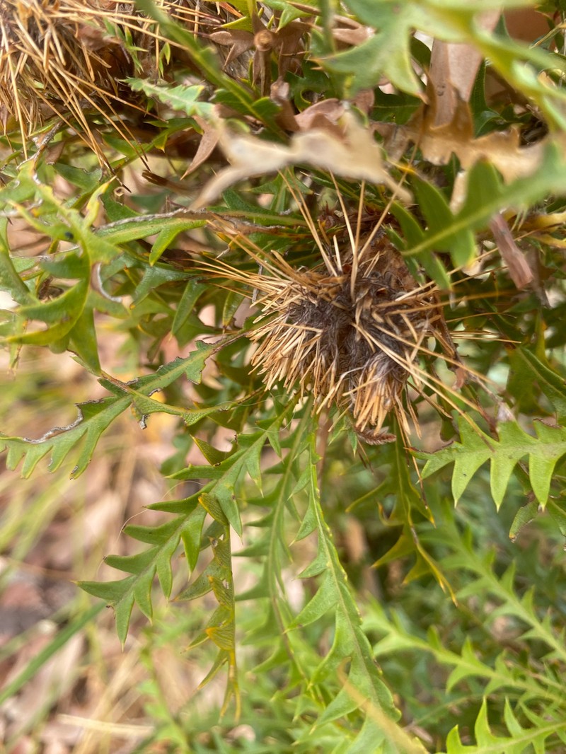 Banksia armata var. armata photo 3