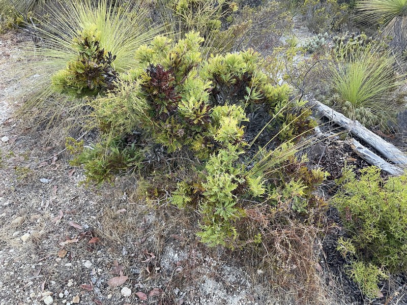 Banksia armata var. armata photo 4