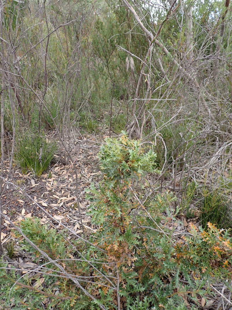 Banksia armata var. armata photo 5