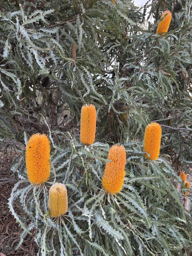Banksia ashbyi subsp. ashbyi