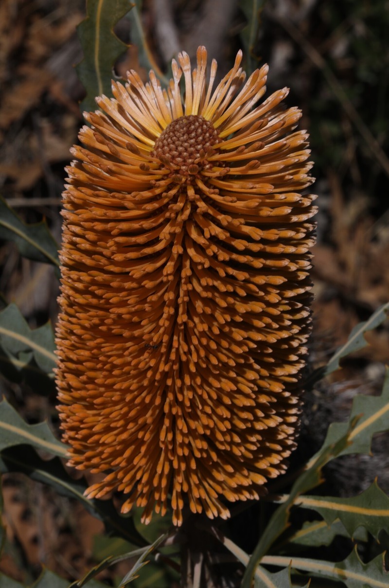 Banksia ashbyi subsp. ashbyi photo 2