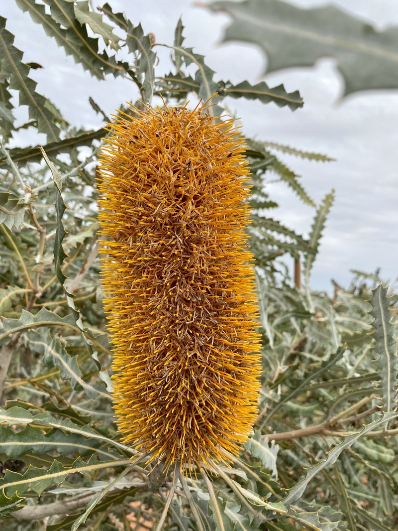 Banksia ashbyi subsp. ashbyi photo 3