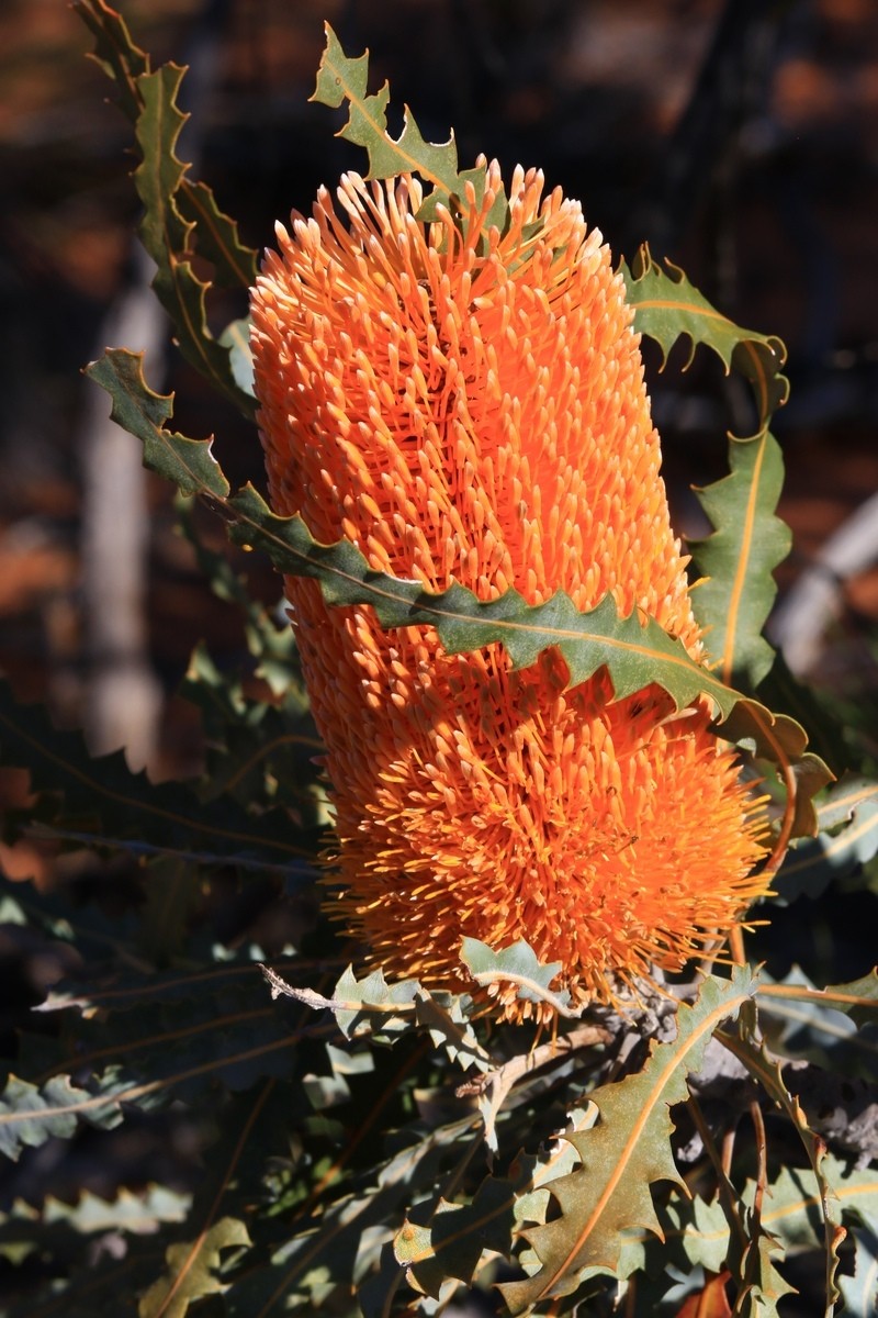 Banksia ashbyi subsp. ashbyi photo 4