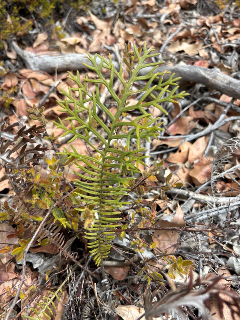 Banksia bipinnatifida subsp. bipinnatifida